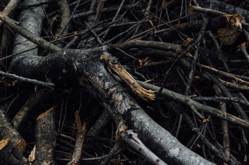 A pile of wood cut in the autumn