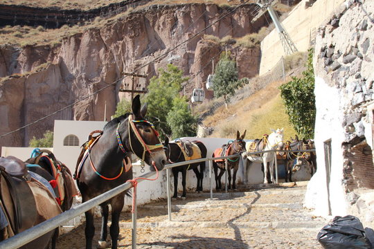 Burros de Santorini