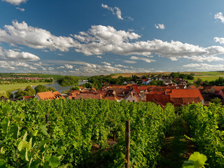 Fototapeta na wymiar Weinort Wipfeld am Main, Landkreis Schweinfurt, Unterfranken, Franken, Bayern, Deutschland