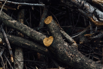 Fototapeta premium A pile of wood cut in the autumn