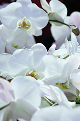 Beautiful White Orchid Flowers Closeup