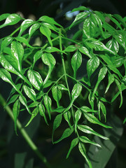 Obraz premium green leaves on background, close up