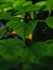 green leaves on background, close up