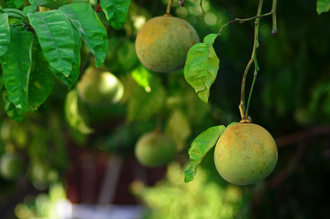 Fresh Green Pomelo Fruit Summer Background