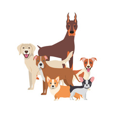 set of adorable dogs on white background
