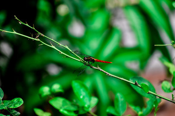 Red Hopper
