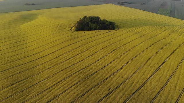 Zachód słońca nad najsłynniejszym w Polsce lasem w kształcie serca pośród pola rzepaku