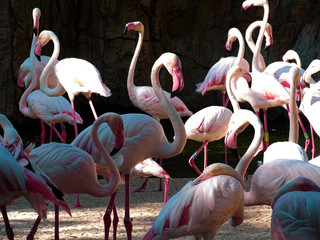 group of pink flamingos in zoo 