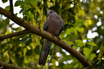 Seating Dove in shadow place