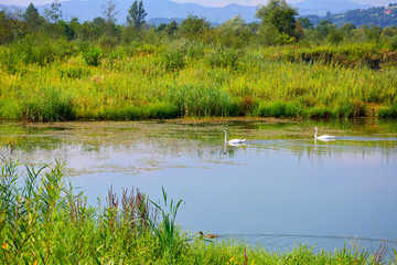  Mute swan swims on a lake on a sunny summer day. 