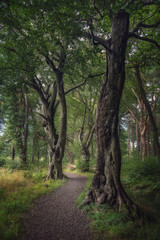 Winding path for walks or jogging among beautiful larger trees. August 2019. Polkemmet Country Park, Scotland, United Kingdom