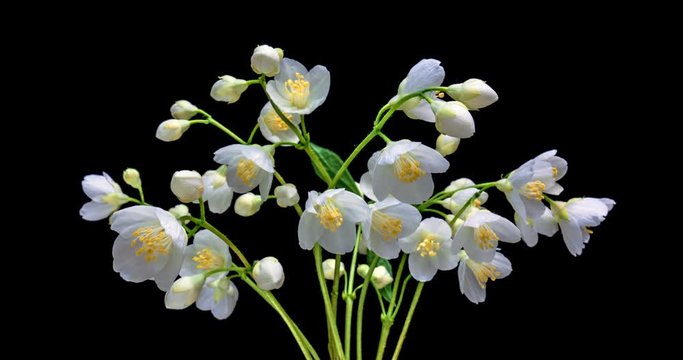 Time lapse of white Jasmine flowers blooming on black background