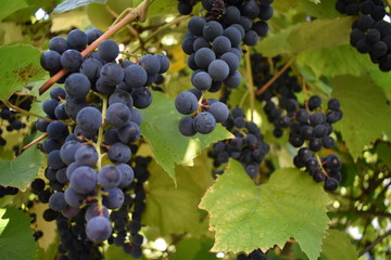 grapes on the vine