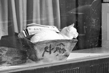 Cat in New York