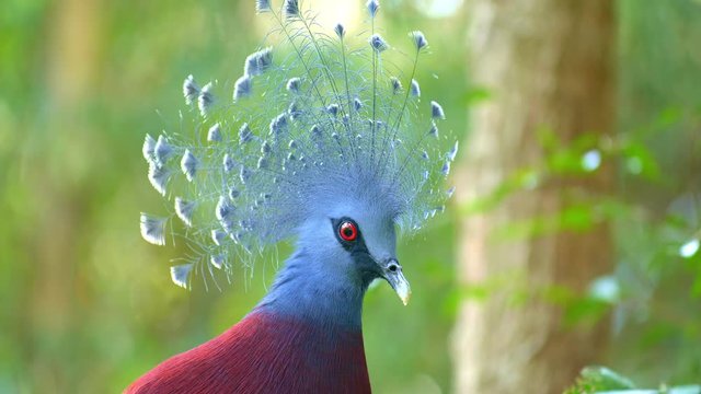 Close up view of a head of victoria crowned pigeon in tropical forest with green blurred background