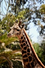 Giraffe Portrait 4