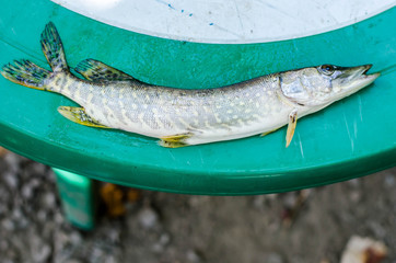 pike fish on background