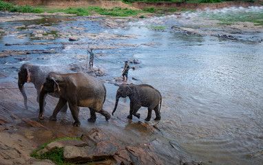 Asian elephants bathing, Pinnawela Orphanage, Sri Lanka.