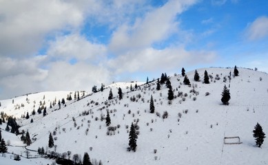 landscape with sparse pine trees on winter mountain