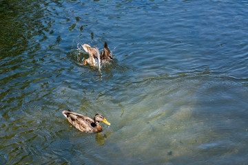 Mallard duck swimming in lake or river under sunlight looking for food