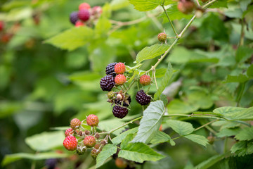 Black raspberry growing on the branch