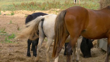 Brown, white and black horses swinging tail and eating hay in a farm.