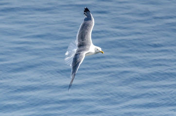 Herring Gull in banking turn