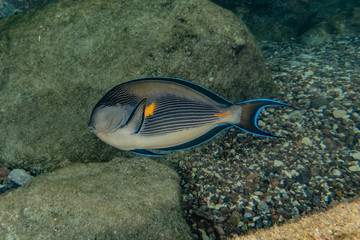 Fish swim in the Red Sea, colorful fish, Eilat Israel