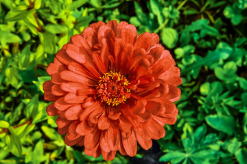 Single red zinnia flower close up on a blurred green leaves background