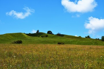 a field with grass and trees