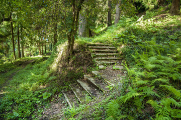 Ancient Forest hiking trail through the wood