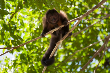 Crested capuchin photographed in Linhares, Espirito Santo. Southeast of Brazil. Atlantic Forest Biome. Picture made in 2012.