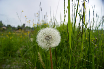 Obraz na płótnie Canvas white fluffy dandelion in green grass