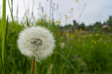 white fluffy dandelion in green grass