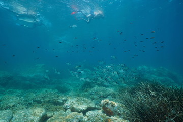 Fototapeta na wymiar Underwater seascape, fish with people snorkeling in the Mediterranean sea, marine reserve of Cerbere Banyuls, Pyrenees-Orientales, Occitanie, France