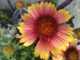Heavenly Rainbow Gaillardia Flower Blossoming On The Coast Of Louisiana In The Landscape With Pretty Peach Yellow Gold And Pink Hues On A Beautiful Day