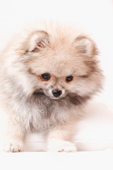 pomeranian spitz puppy on white background