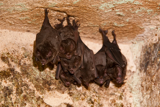Seba s short tailed bat photographed in Linhares, Espirito Santo. Southeast of Brazil. Atlantic Forest Biome. Picture made in 2012.
