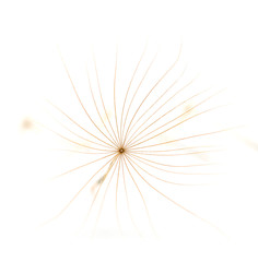 Dandelion seeds isolated.