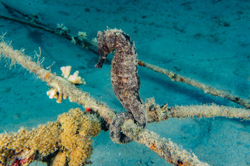 Hippocampus Sea ​​horse in the Red Sea Colorful and beautiful, Eilat Israel