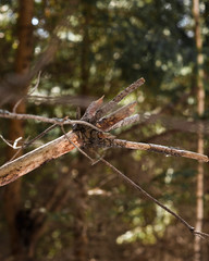 dragonfly on branch of tree