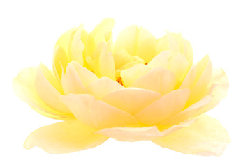 Yellow beautiful rose.