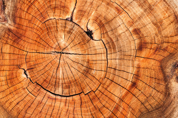 cross section of the tree