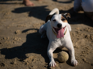 Dog Panting Tennis ball Beach