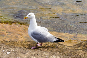 A large european herring gull standing next to the water