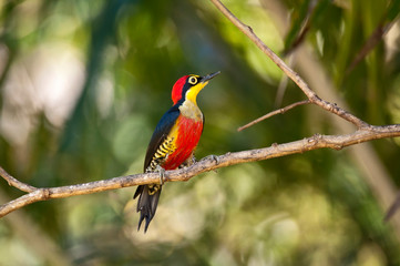 Yellow fronted Woodpecker photographed in Linhares, Espirito Santo. Southeast of Brazil. Atlantic Forest Biome. Picture made in 2012.