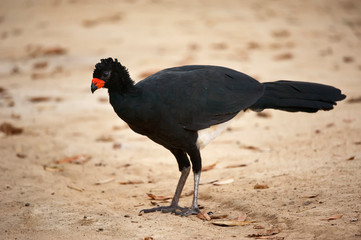 Red billed Curassow  Male photographed in Linhares, Espirito Santo. Southeast of Brazil. Atlantic Forest Biome. Picture made in 2012.