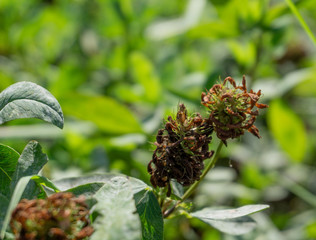 brown flowers in a field