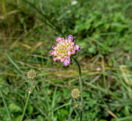 flower in field