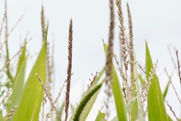 Nature corn tassle
